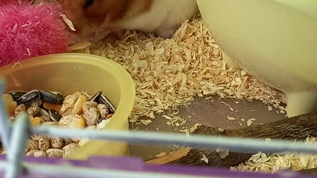 Hamster sit in my hand, please ㅜ.ㅜ