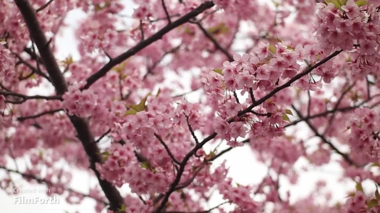 Music for relax
