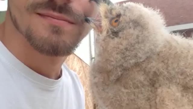 Amazing Pet Owl Preciously Cuddles With Its Owner