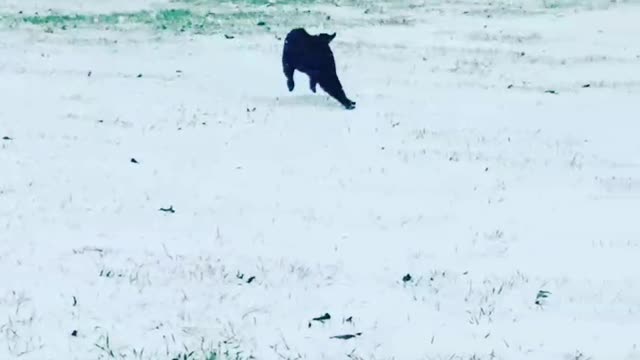 Johnny Cash's first snow