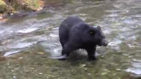 Black Bear chasing after fishes in the river