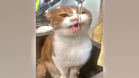 These Animals Will Make You Laugh Until You Die The Funniest Animals 2024