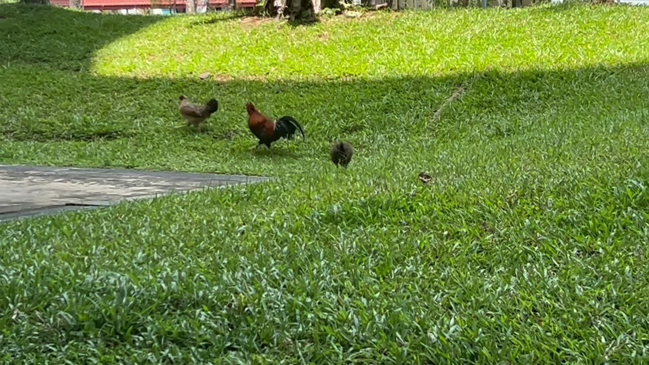 Rooster’s Friends