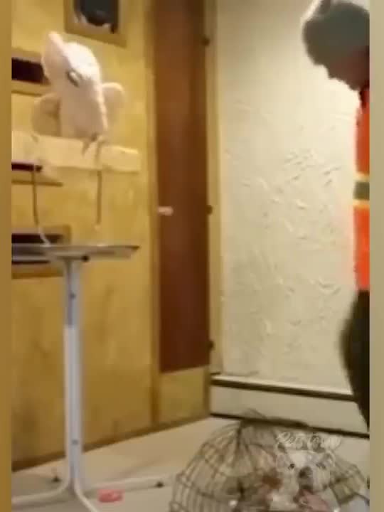 My friend broke the parrot's sweet home, look what the parrot told him