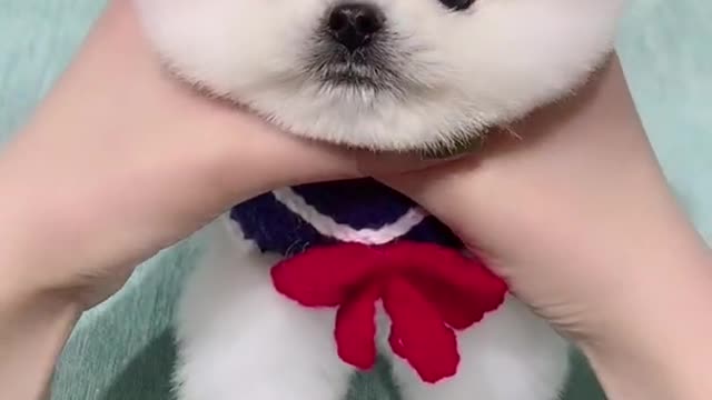 You can't believe how cute this puppy is!