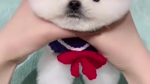 You can't believe how cute this puppy is!