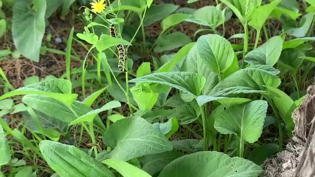 The taste of summer, the beautiful dance of flowers and plants
