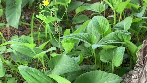 The taste of summer, the beautiful dance of flowers and plants