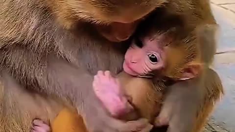 Funny Monkey Baby Video