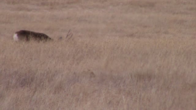 Nice SD Mule Deer Buck unedited footage