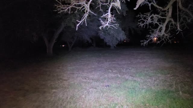 Nightly critter check