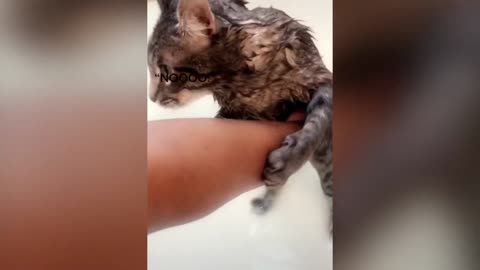 wet cat