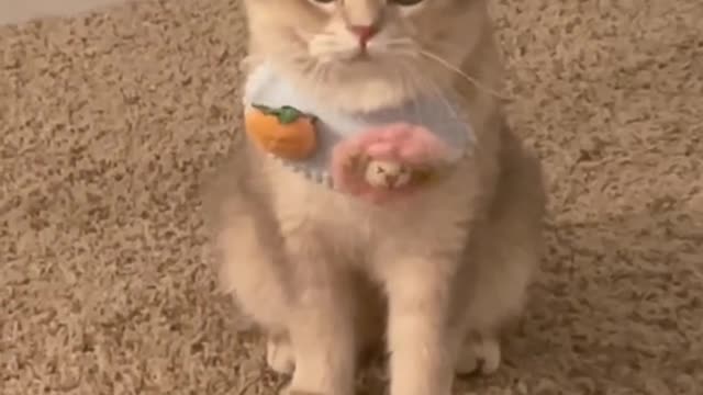 Cat, cute
