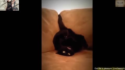 Funny animals. Funny video about animals. Fun with animals