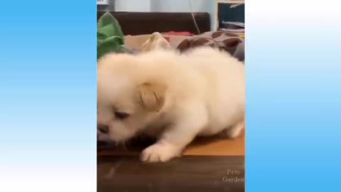 Funny cat 🐈 videos compilation