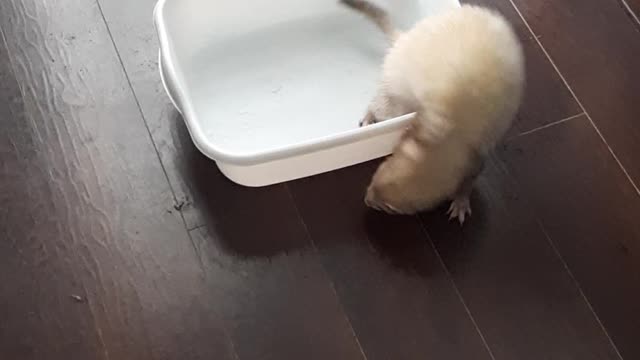 Cute Ferrets having fun with snow