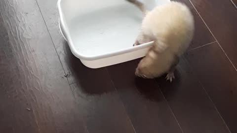 Cute Ferrets having fun with snow