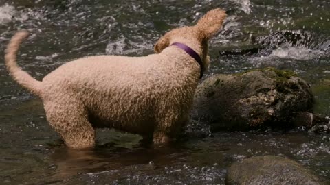 Dog searches for fish and chases objects through a running stream