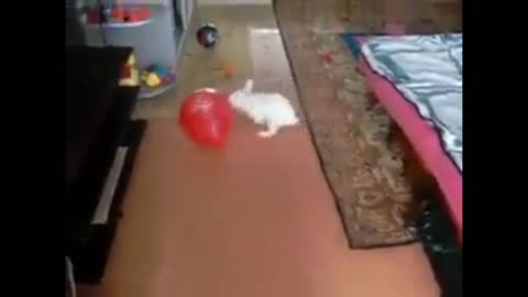 Rabbit with ballon what gonna happen