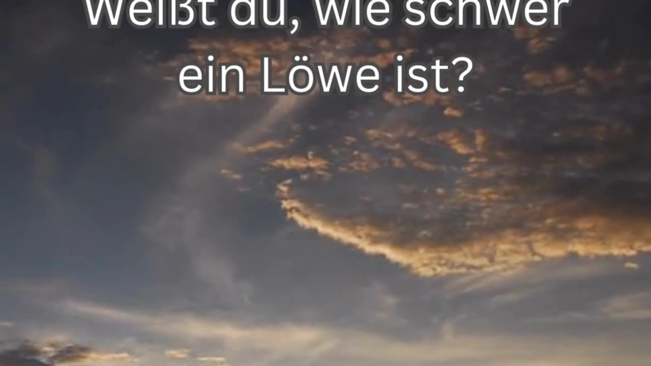 Löwen-Fakt 2 - Weißt du, wie schwer ein Löwe ist?