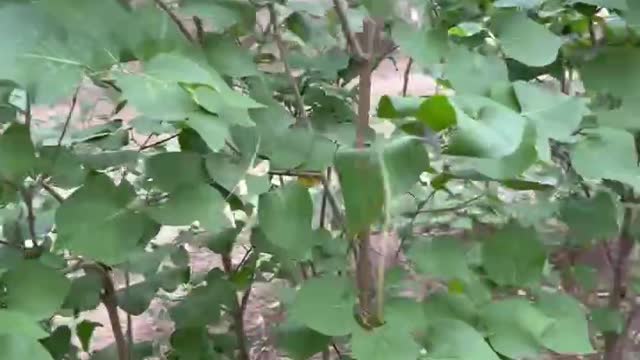 Do you see the bugs on the leaves