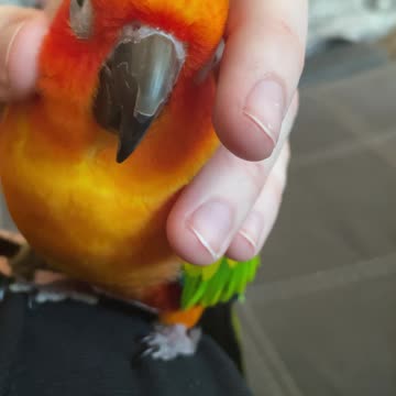 Birdie cuddles