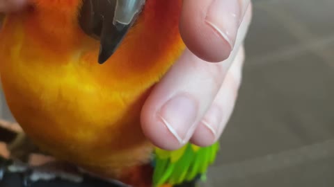 Birdie cuddles