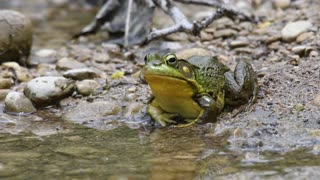 Big Bullfrog