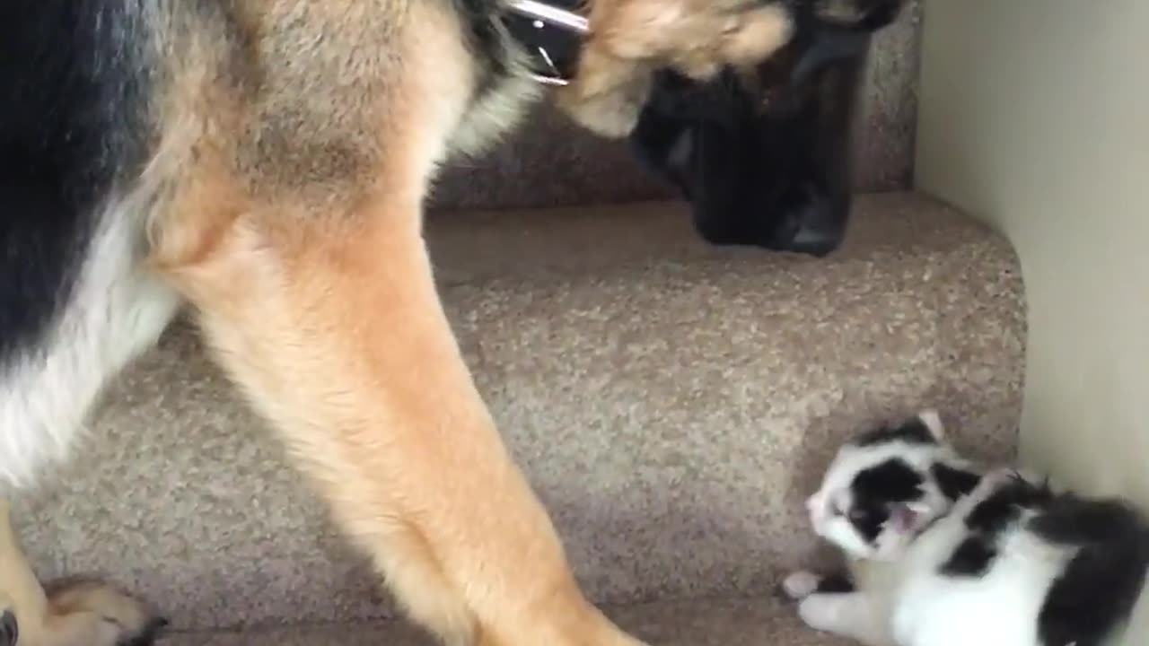 Dog Helps Carry Foster Kitten Upstairs! #Cats #Dogs #Kittens