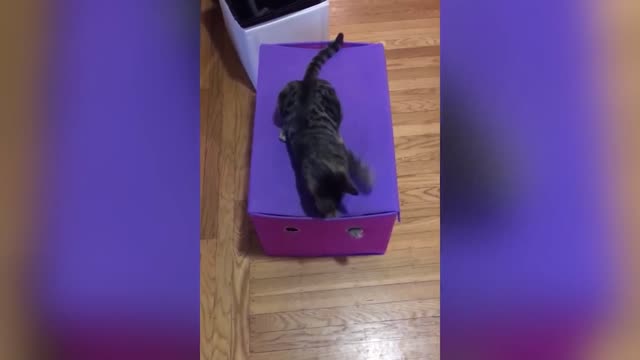 😹​😹​😹​ funny kittens