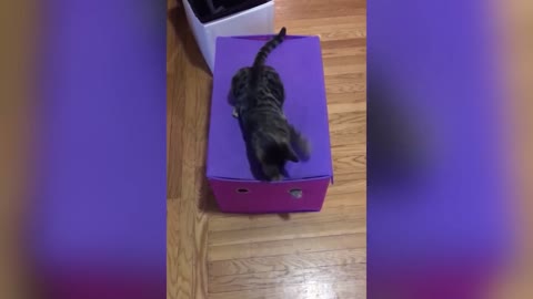 😹​😹​😹​ funny kittens