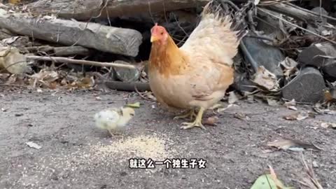 chicken eat rice