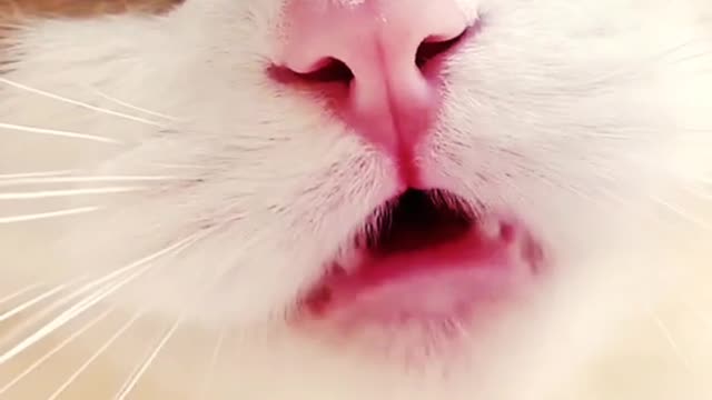 Funny cat meowing Video | Cat Talking