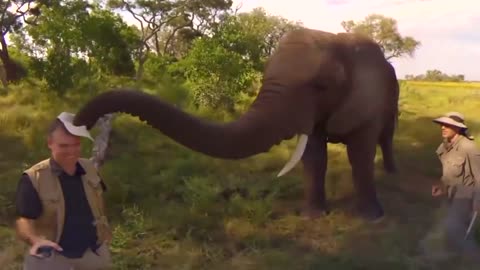 Elephant tries out a fellows cap