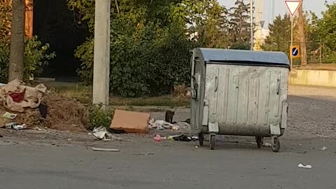 cat who lives on the street