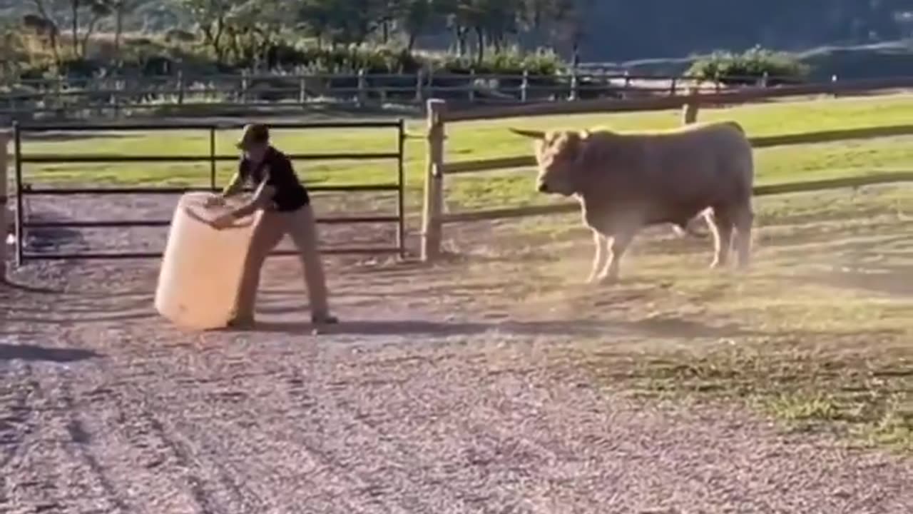 Playtime With Bull