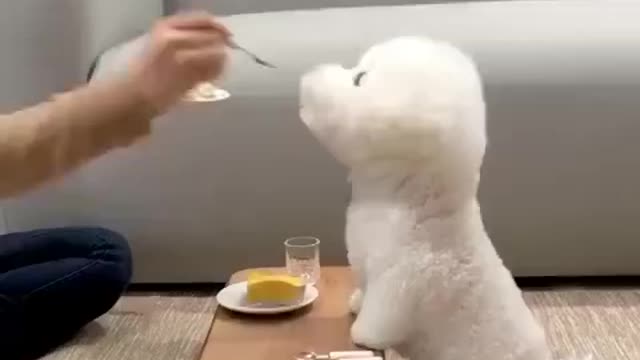 Such a good boy