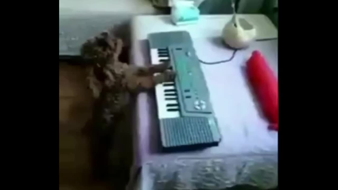 Quite dog singing piano