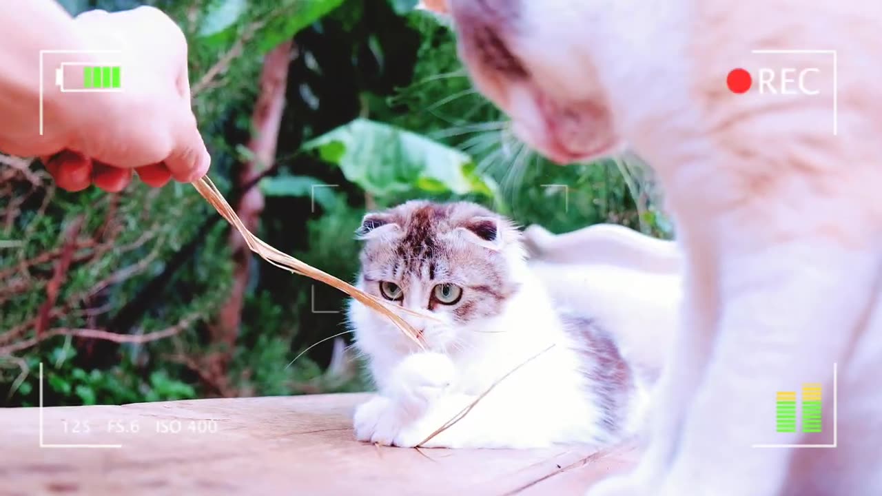 Beautiful and Cute Cats Kittens Playing Together so Funny 10 | Viral Cat