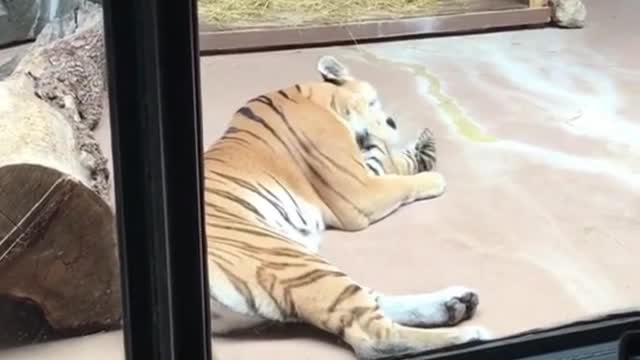 Wild Tiger Play With His Baby Tiger | #trendy