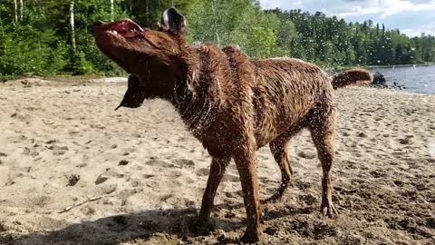 Chocolate Lab Slo-mo Shake