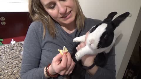 Rabbit tries lemon for the first time!