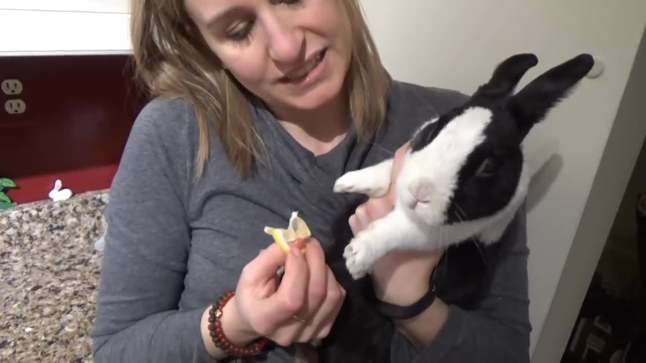 Rabbit tries lemon for the first time!