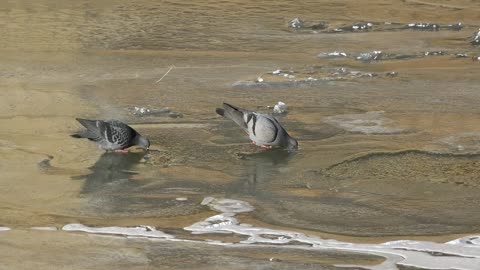 Pigeons drinking water in a frozen river