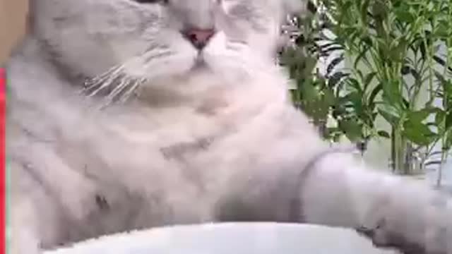 This 🐈 cat just loves to cook🐒🙀