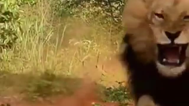 lion 🦁 attack# roaring short video