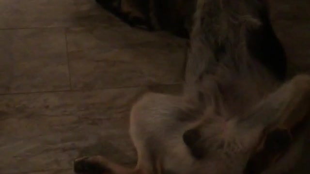 Brown german shepherd laying upside down with paws in air