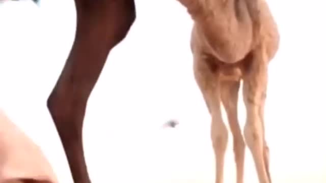 Camel gives sweet chin music to a man