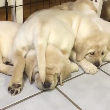 puppies running montage because it’s #9