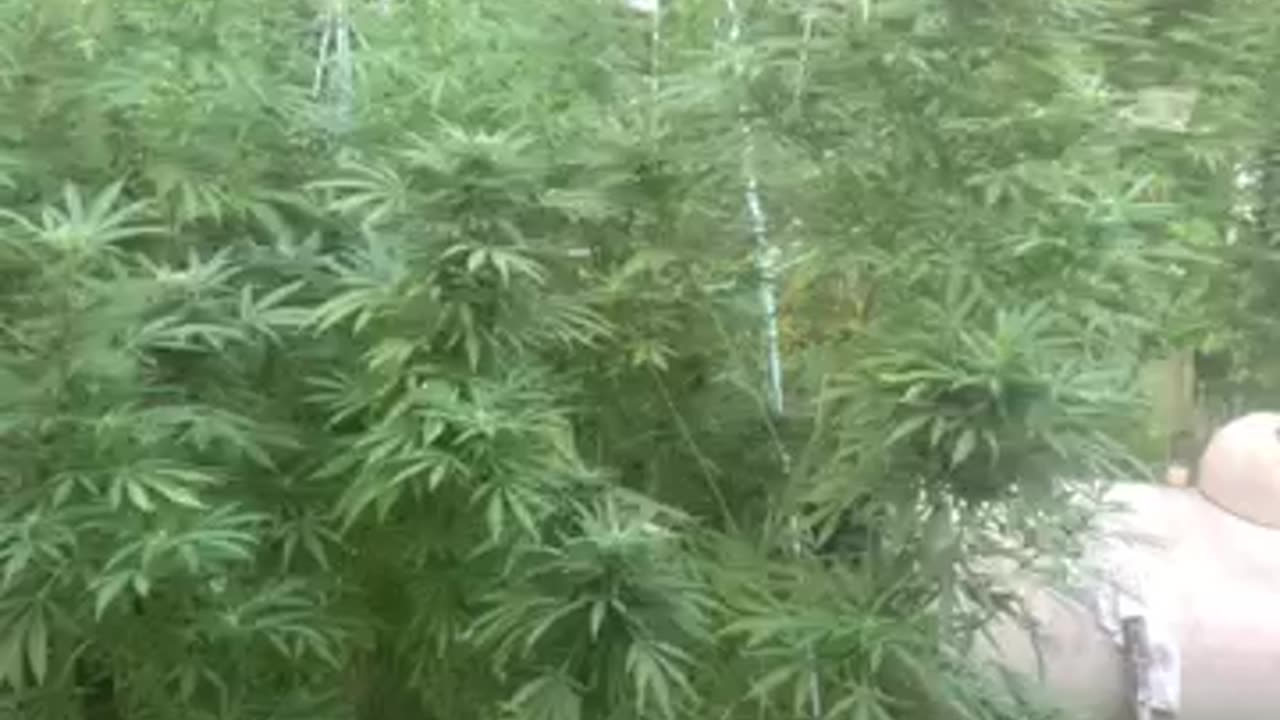 Kamala wants out & the debate on debates p 07 Derek Hunter rumble